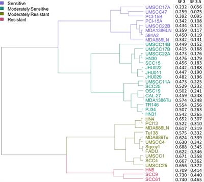 Evaluation of the Response of HNSCC Cell Lines to γ-Rays and 12C Ions: Can Radioresistant Tumors Be Identified and Selected for 12C Ion Radiotherapy?